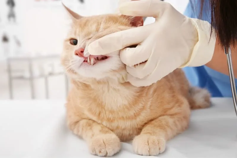 Gingivitis in Cats - Symptoms, Causes, & Treatments