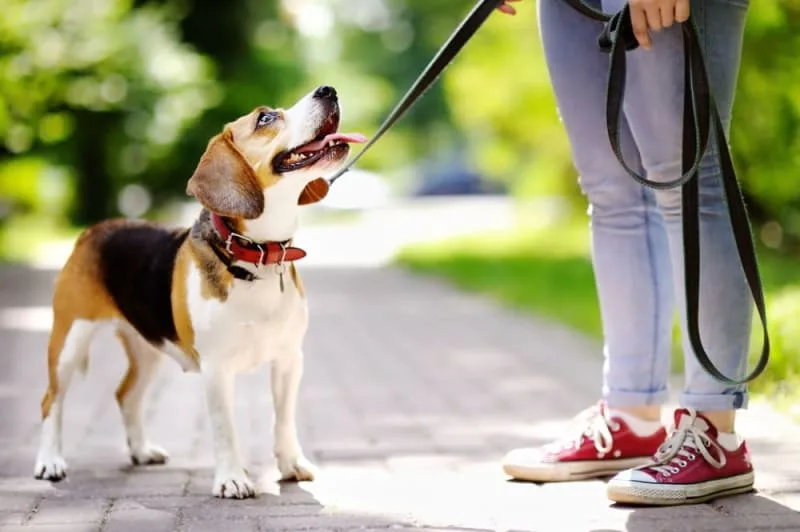 Dog Stops Walking & Won't Move!