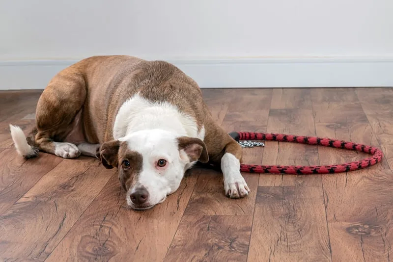 Cushing's Disease in Dogs - What You Need To Know