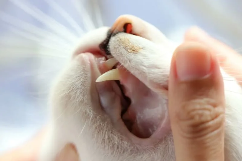 Cat Tooth Extractions: What to Expect & What to Watch For