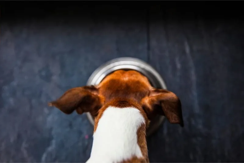 Best Food For Senior Dogs