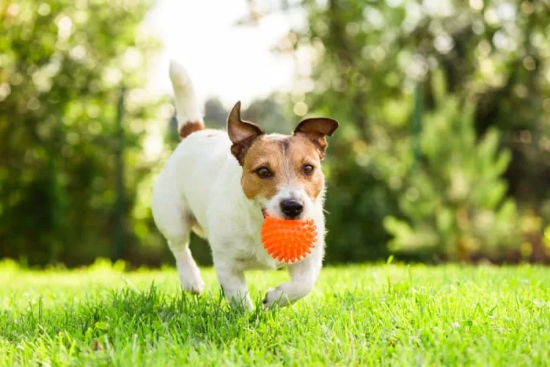 How to Remove a Tick from Your Dog
