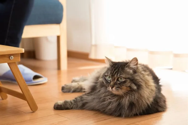 Spaying Procedures for Cats & Dogs: Laser vs. Traditional