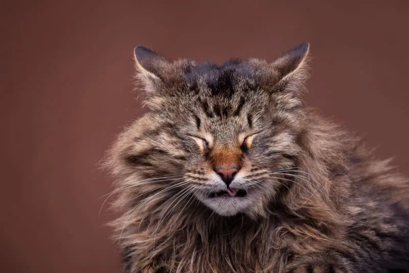 Common Causes of Coughing in Cats