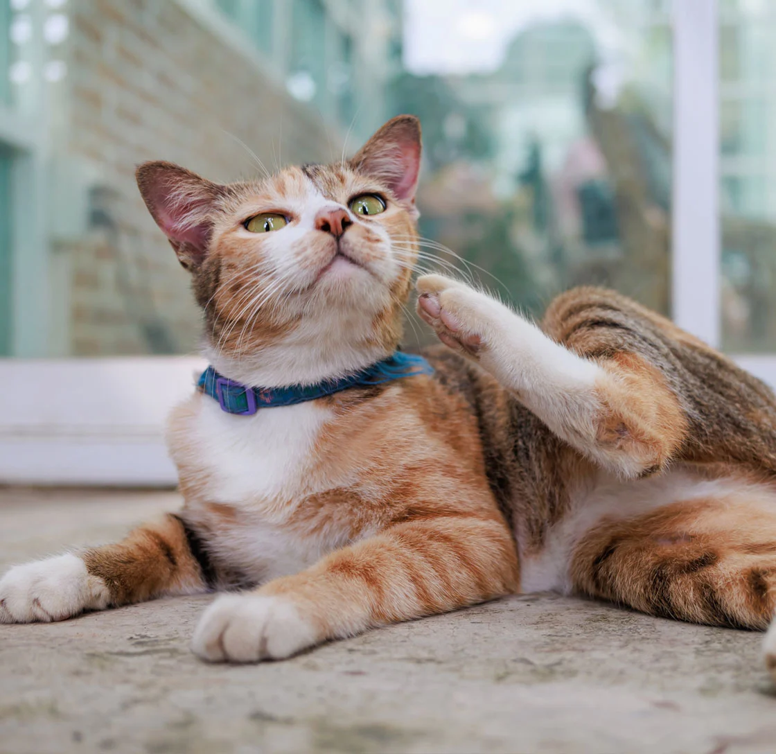 Cat Allergy