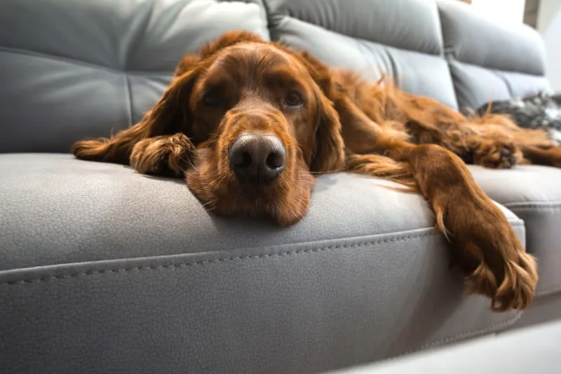 How Long Can You Leave a Dog Home Alone?