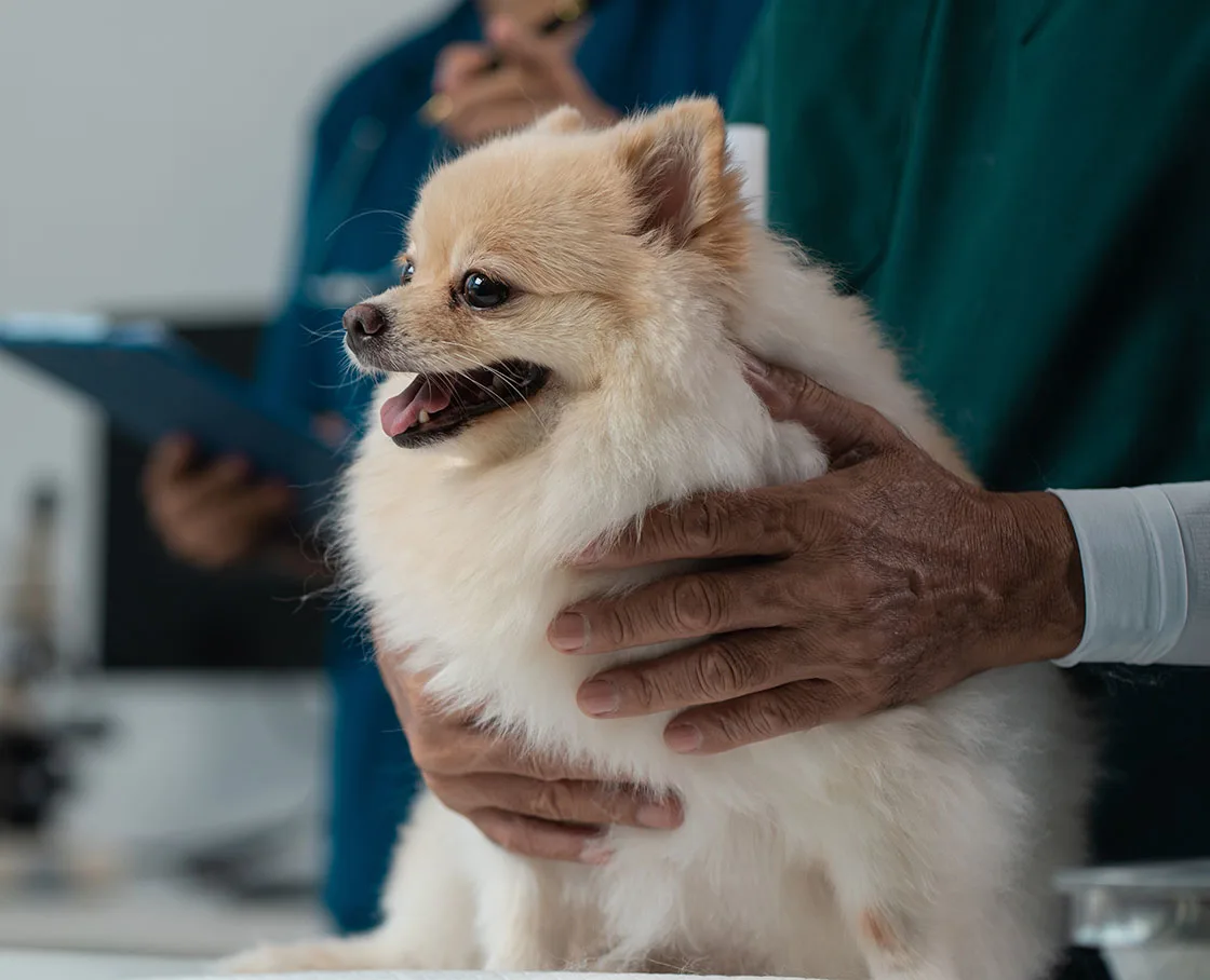 pomeranian with owner holding him on exam table