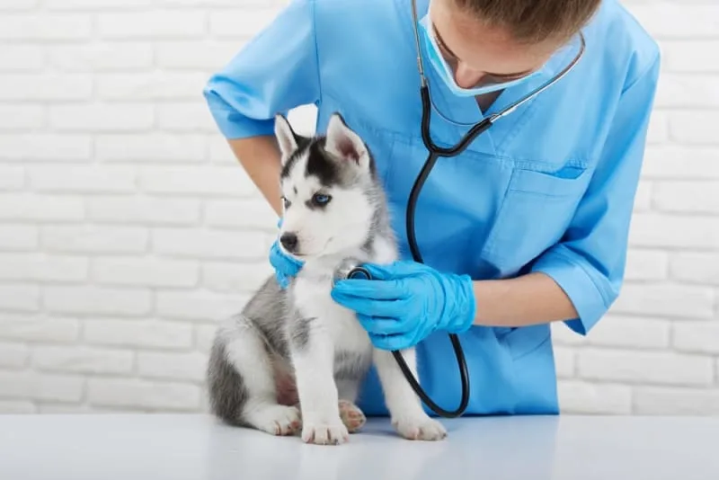 Puppy’s First Vet Visit: Checklist & What to Expect