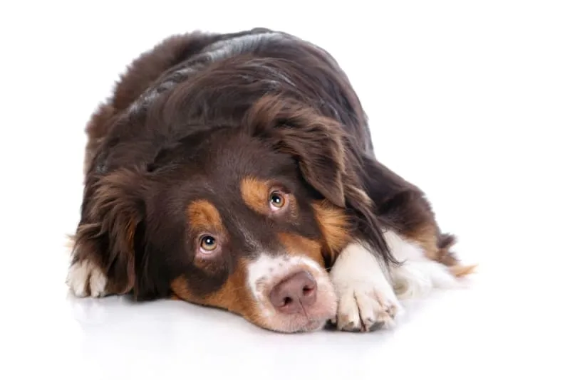 Seizures in Dogs