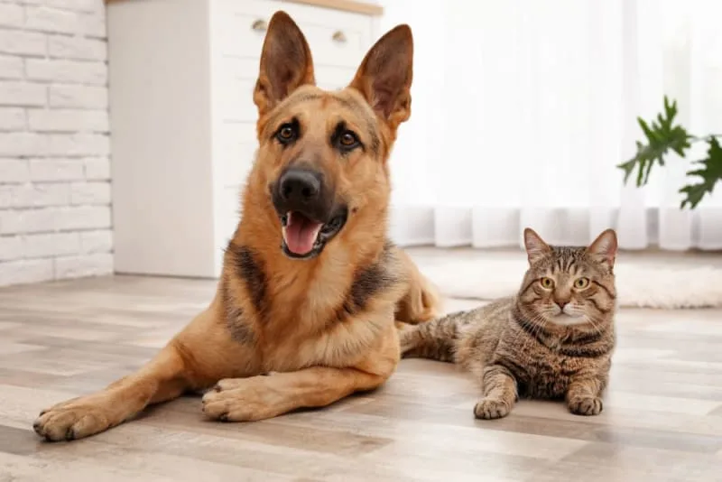 Cats & Dogs: How Pet Wellness Plans Benefit Both