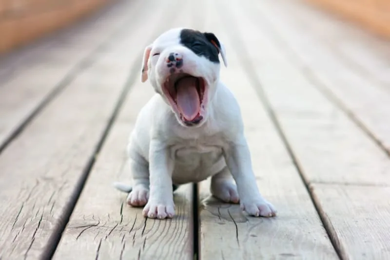 Vaccine Reactions in Dogs: Everything You Should Know