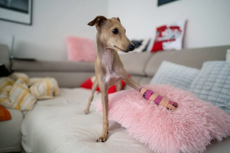How Do I Know If My Dog Has A Broken Bone?