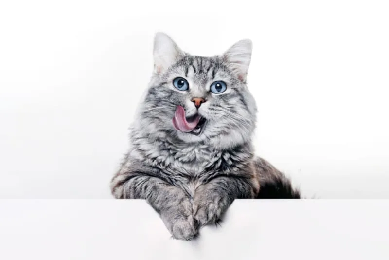Addressing Bad Breath in Cats: Common Causes and Solutions