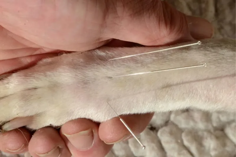 Can acupuncture help my pet feel better?