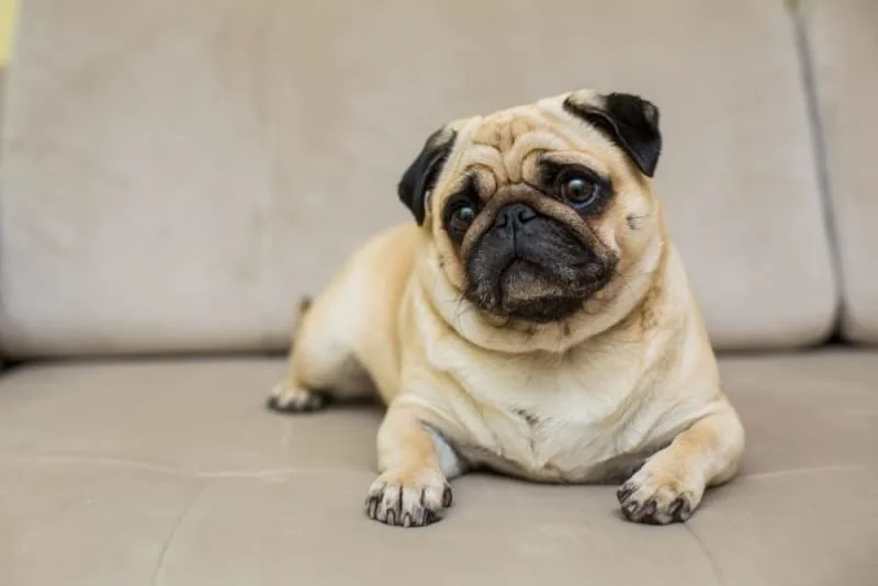 Diarrhea in Dogs