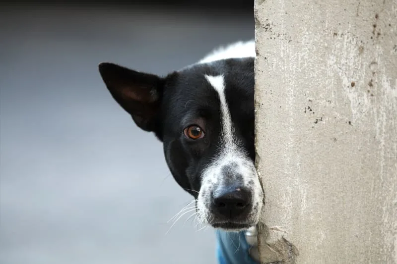 What Does Ringworm in Dogs Look Like