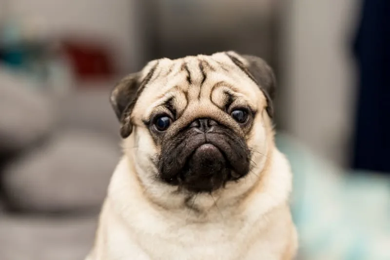 What Causes Diarrhea in Dogs? Best Treatments For Stopping Sporadic & Chronic Diarrhea