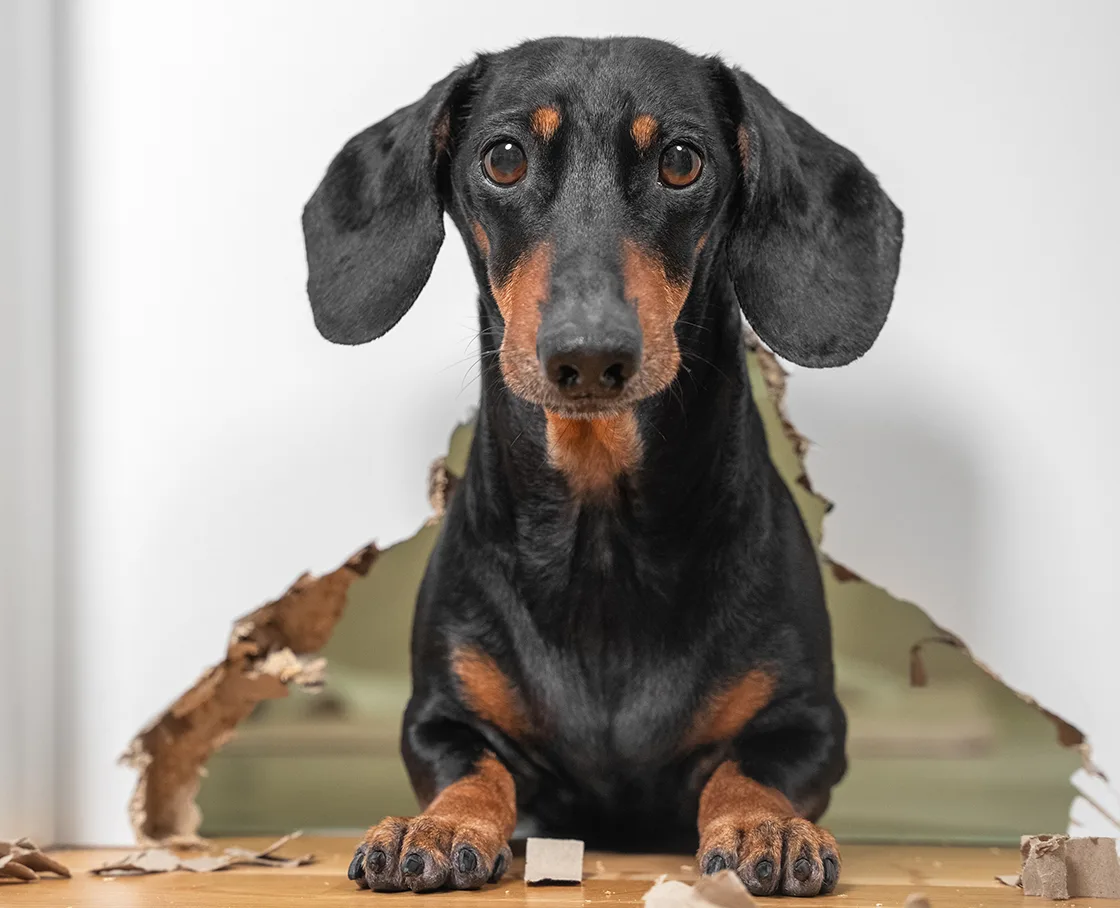 dachshund who chewed through door