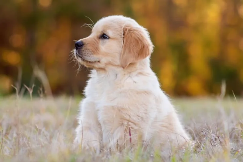 How to Raise a Puppy: Guide for the First Year