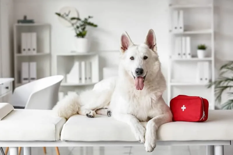 When to Visit an Emergency Vet