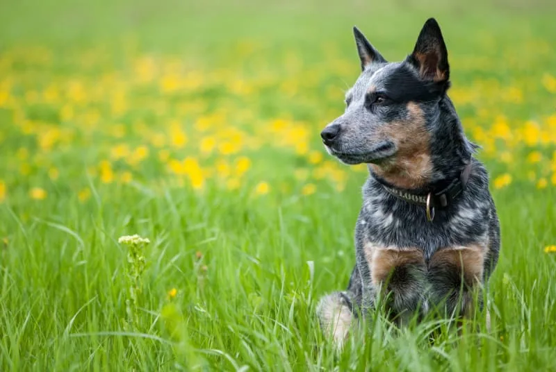 Rabies in Dogs: Symptoms, Transmission & Vaccines