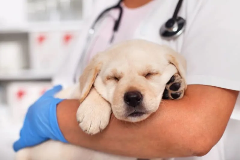 Should I Get My Dog Vaccinated? Why Do It And When To Do It