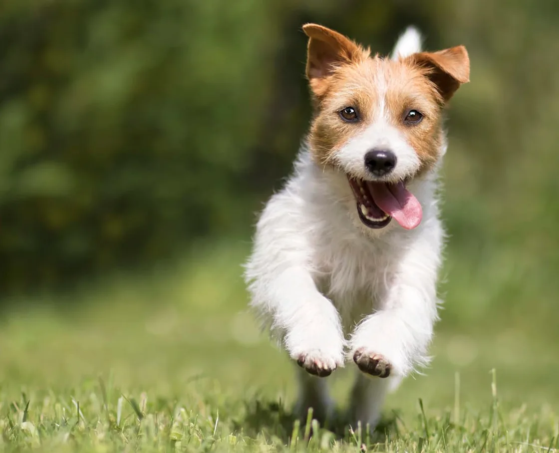 A Jack Russell terrier running toward the camera across grass, mouth open and tongue out.