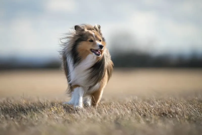 Veterinary Surgery: Getting Your Dog Fixed