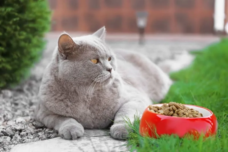 Why won't my cat eat?