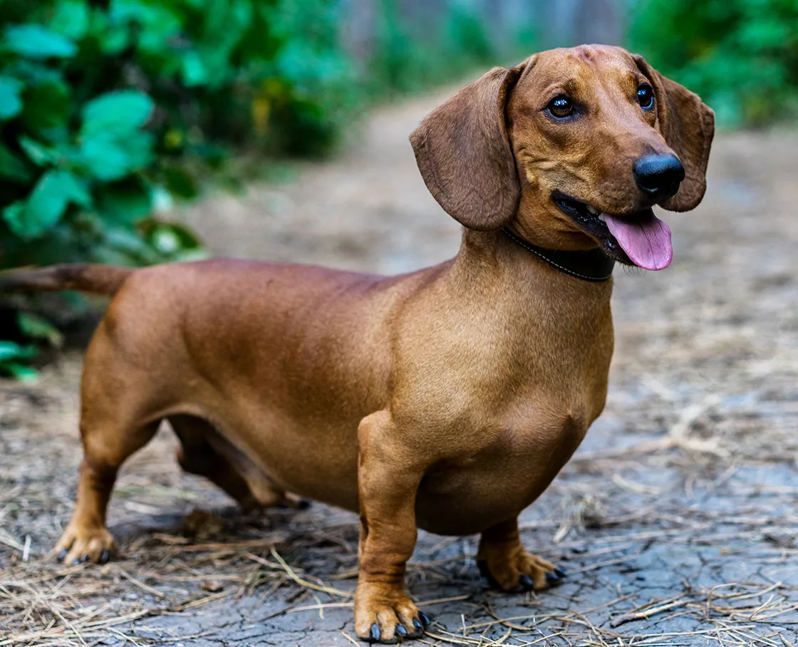 slender dachshund on a path outside