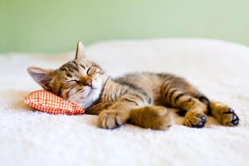 My cat sleeps constantly - how much is too much and when should I worry?
