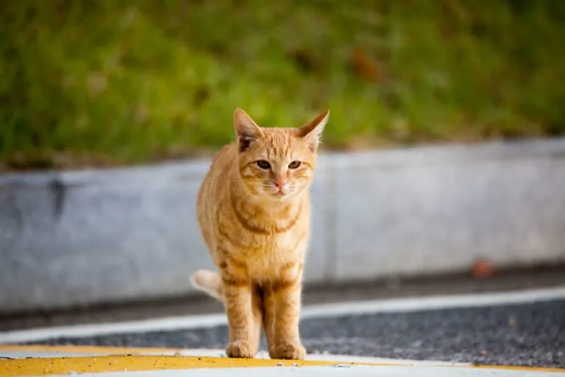 Diarrhea in Cats: Common Causes & When It's Serious