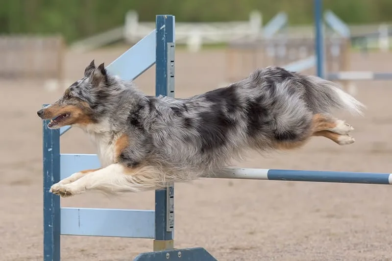Has your dog torn their ACL? Surgery may be the answer.
