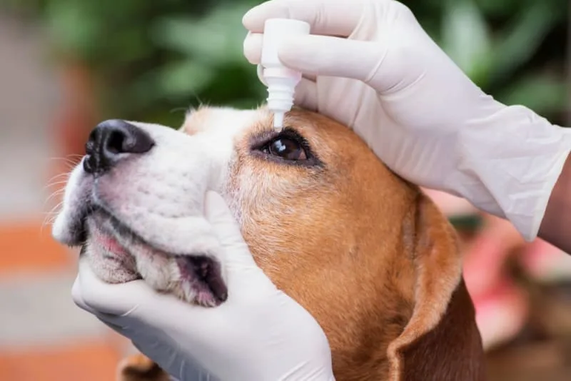 Conjunctivitis in Dogs