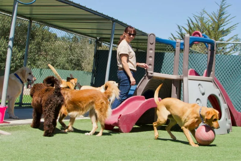 What Shots Do Dogs Need for Boarding?