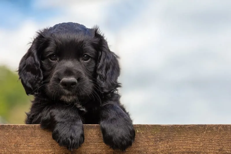 Puppy Shots Schedule & When To Get Adult Dog's Their Booster Shots