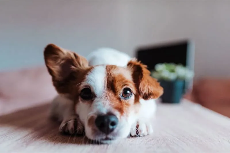Ear Infection in Dogs