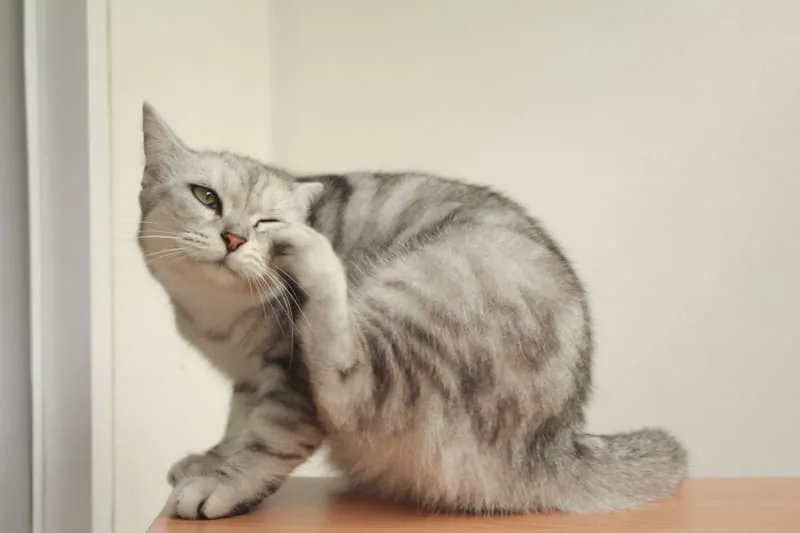 Ear Mites In Cats