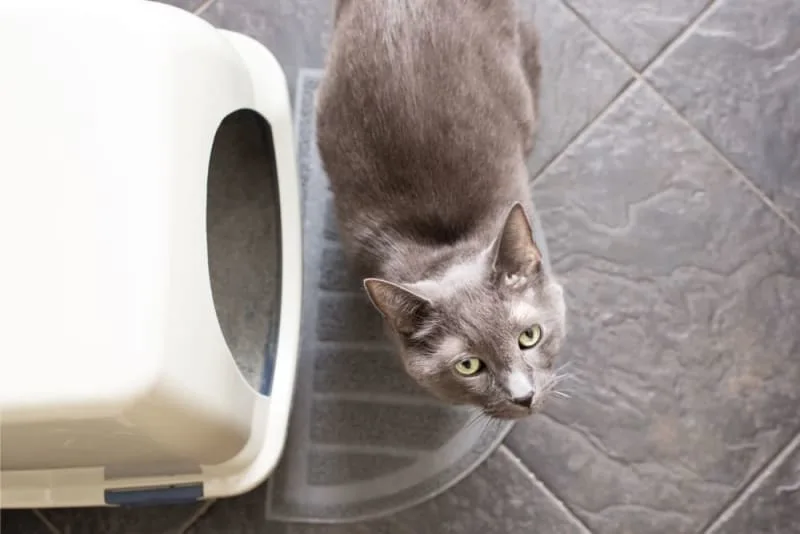 Perineal Urethrostomy (PU) Surgery For Cats