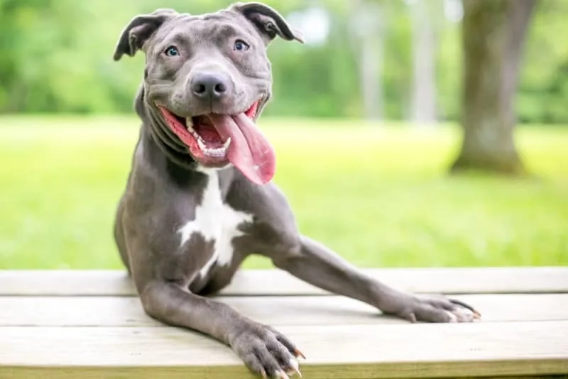 How to Create & Maintain a Healthy Environment & Lifestyle for Your Pet