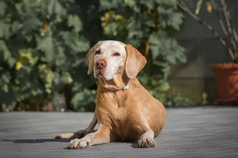 When is a dog considered a senior?