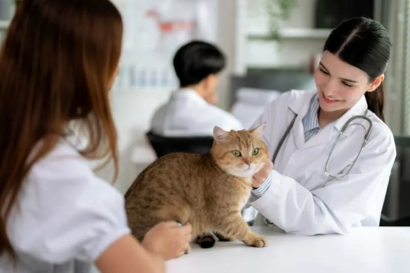 Understanding Blood Tests for Cats