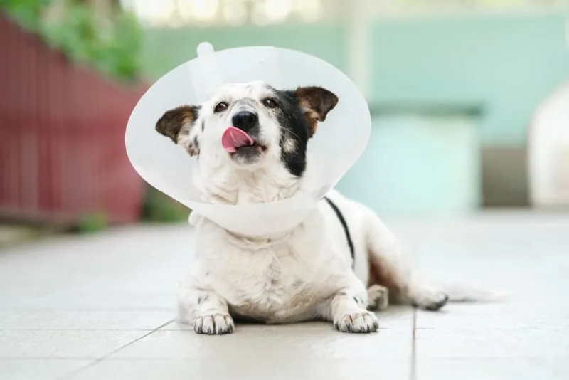 How Long Does Spaying Take?