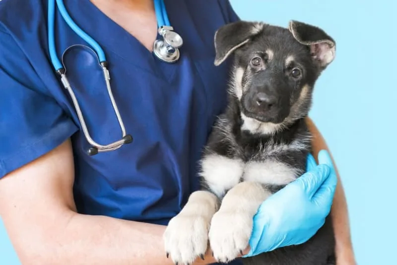 Preventive Pet Care: Planning For Your Dog or Cat's Checkup