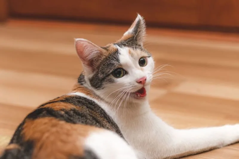 Stomatitis in Cats