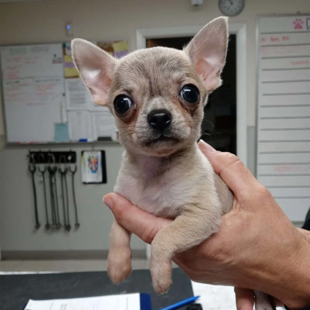 Our Patients