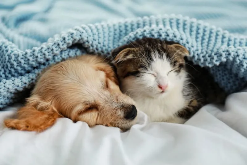 Guide on Raising a Puppy & Kitten Together