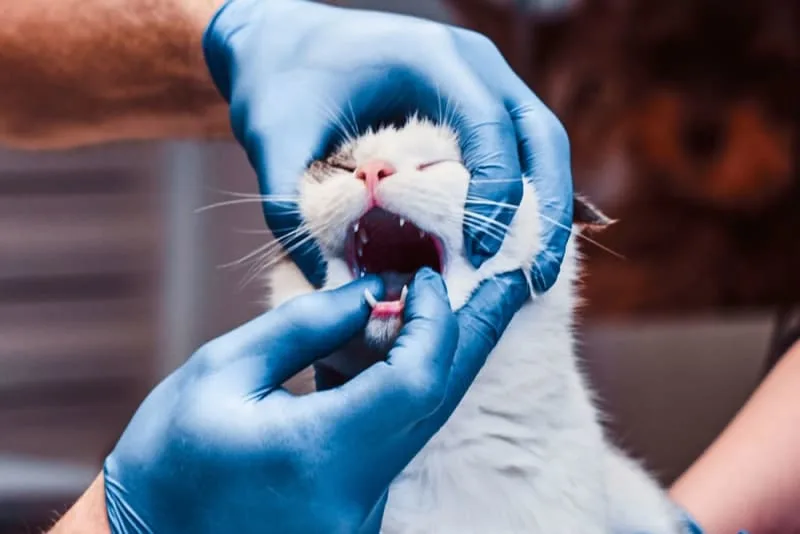 Why Does My Cat's Breath Smell Bad?