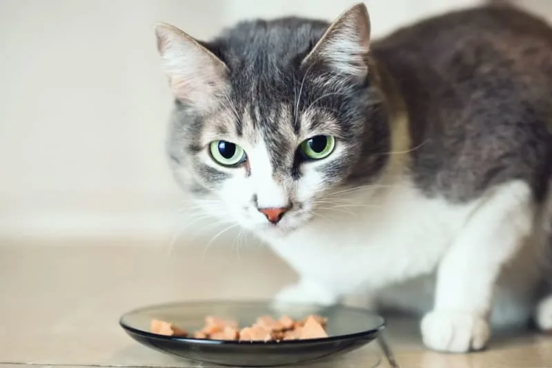 Why won't my cat eat?