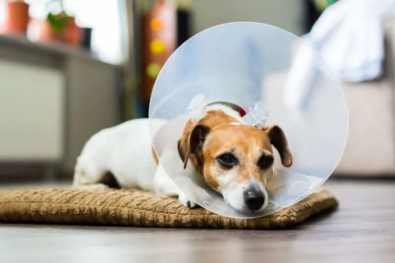 Surgery in Dogs: Everything You Need to Know